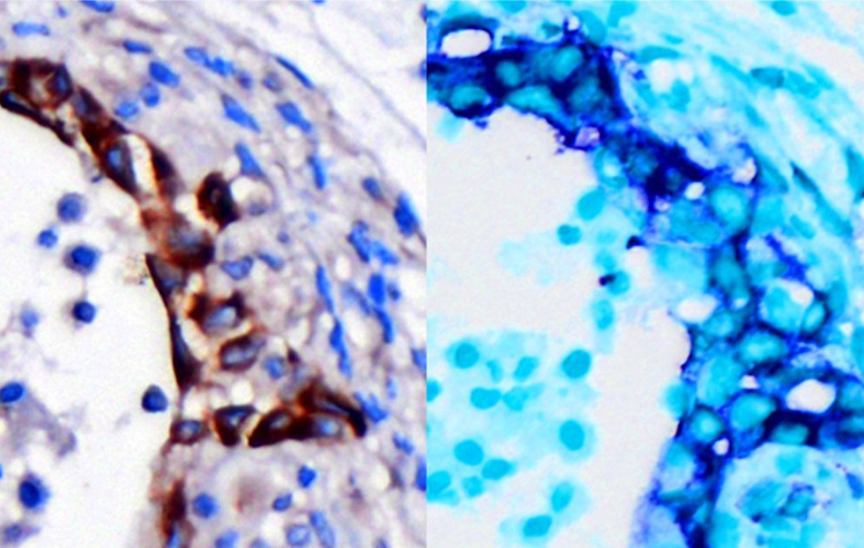 Cells