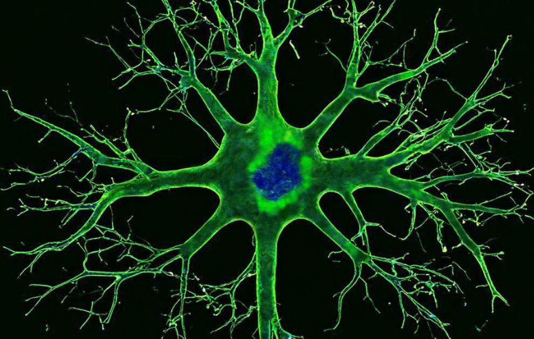 cell